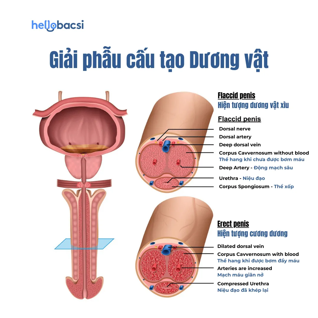 Cấu tạo dương vật nam giới và cơ chế hoạt động của dương vật