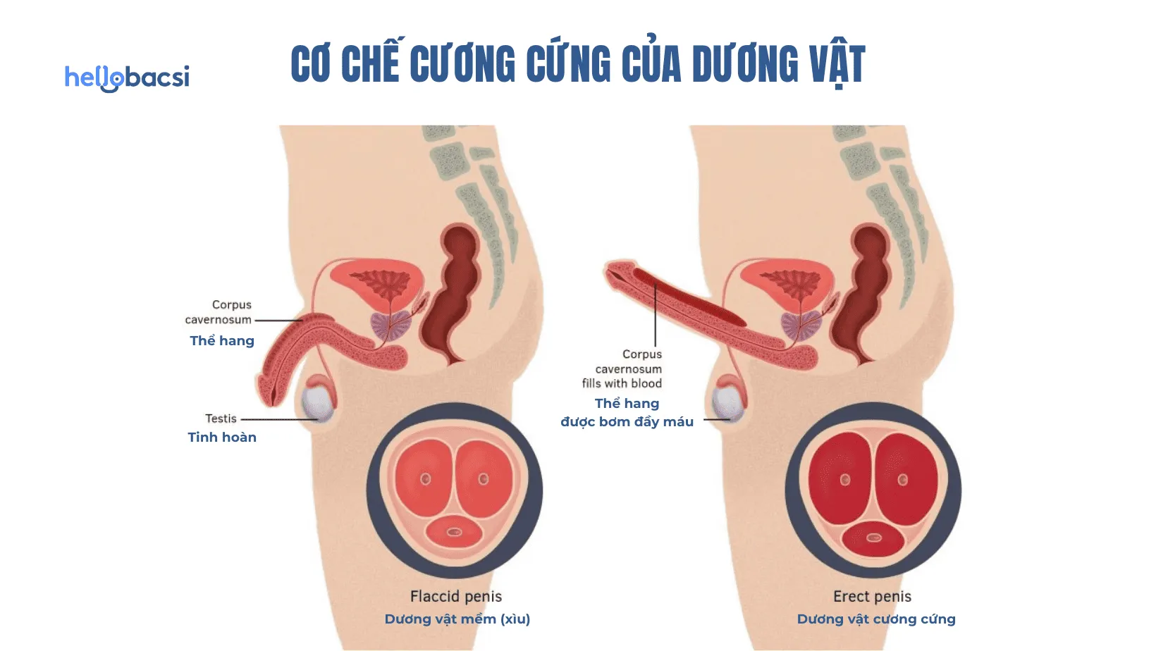 Cấu tạo dương vật nam giới và cơ chế hoạt động của dương vật