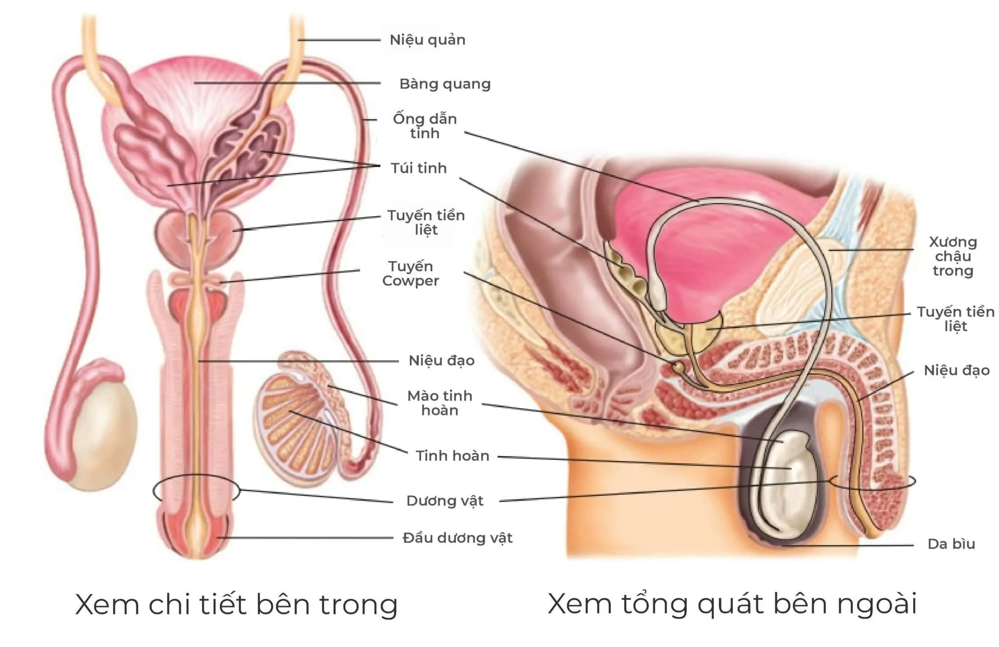 Cấu tạo tinh hoàn: Tìm hiểu kích thước, chức năng và bệnh lý