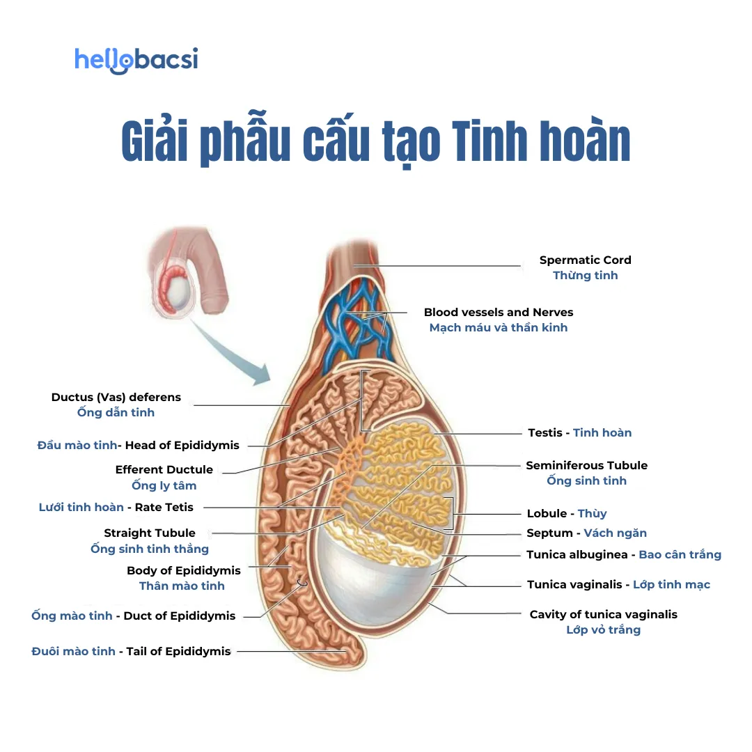 Cấu tạo tinh hoàn: Tìm hiểu kích thước, chức năng và bệnh lý