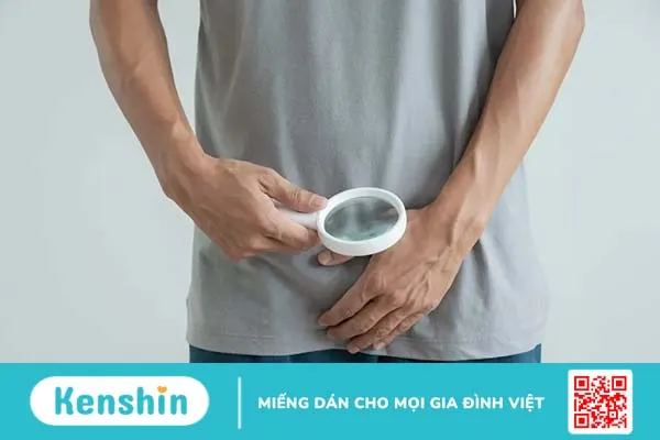 Cấu tạo tinh hoàn: Tìm hiểu kích thước, chức năng và bệnh lý