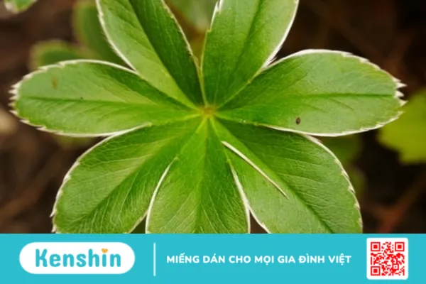 Cây áo choàng của quý bà là gì ? tác dụng và liều dùng