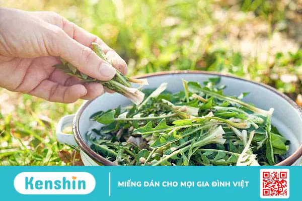 Cây bồ công anh có tác dụng gì và cách nấu nước lá để dùng