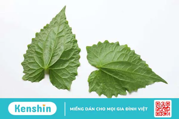 Cây cỏ lào có tác dụng gì? Những công dụng tuyệt vời từ loài cây này