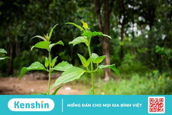 Cây cỏ lào có tác dụng gì? Những công dụng tuyệt vời từ loài cây này Cây cỏ lào có tác dụng gì? Những công dụng tuyệt vời từ loài cây này