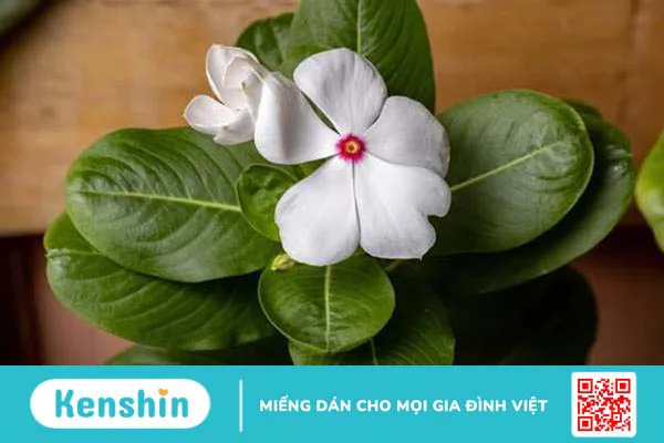 Cây Dừa cạn: Vị thuốc dân gian với nhiều công dụng chữa bệnh