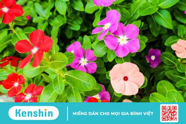 Cây Dừa cạn: Vị thuốc dân gian với nhiều công dụng chữa bệnh