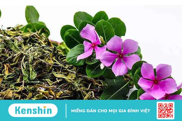 Cây Dừa cạn: Vị thuốc dân gian với nhiều công dụng chữa bệnh