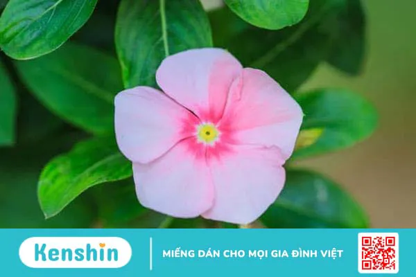 Cây Dừa cạn: Vị thuốc dân gian với nhiều công dụng chữa bệnh