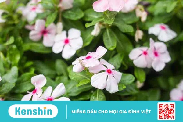 Cây Dừa cạn: Vị thuốc dân gian với nhiều công dụng chữa bệnh