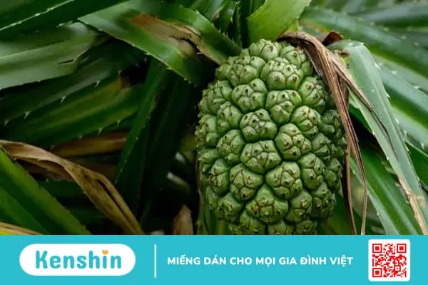 Cây dứa dại chữa bệnh sỏi thận: Hiệu quả nhưng cần thận trọng