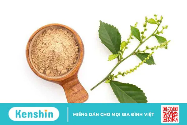 Cây duối làm hàng rào và các tác dụng chữa bệnh