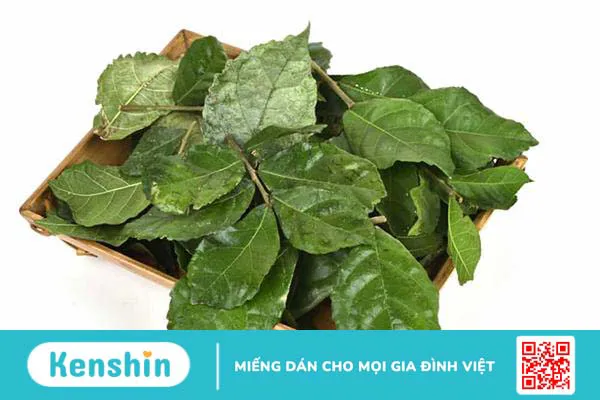 Cây duối làm hàng rào và các tác dụng chữa bệnh