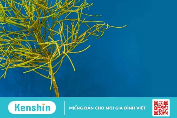 Cây giao chữa viêm xoang, bạn đã thử?