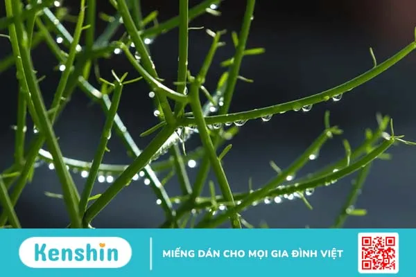 Cây giao chữa viêm xoang, bạn đã thử?