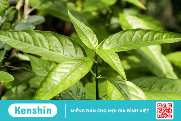 Cây hoàn ngọc có tác dụng gì, chữa trị bệnh gì?