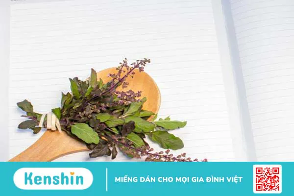 Cây hương nhu tía và những lợi ích sức khỏe, làm đẹp