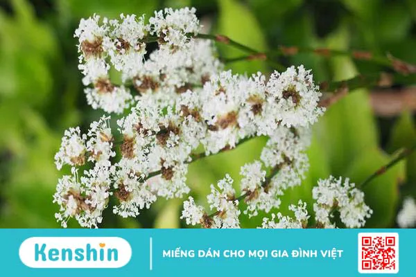 Cây lược vàng: Từ cây cảnh đến vị thuốc chữa bệnh