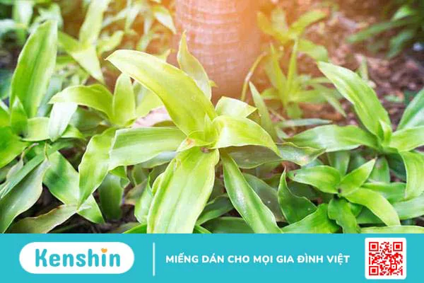 Cây lược vàng: Từ cây cảnh đến vị thuốc chữa bệnh