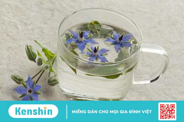 Cây lưu ly là gì ? công dụng và tác dụng của nó.