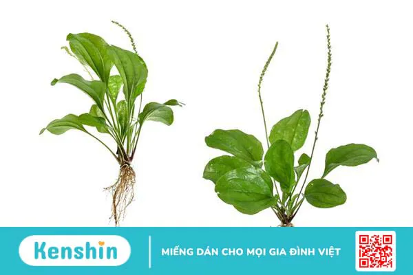 Cây mã đề: Không chỉ là rau dại mà còn là vị thuốc