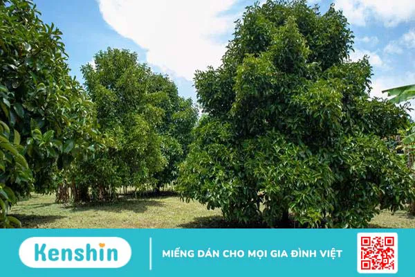 Cây măng cụt: Từ món ăn ngon đến vị thuốc quý