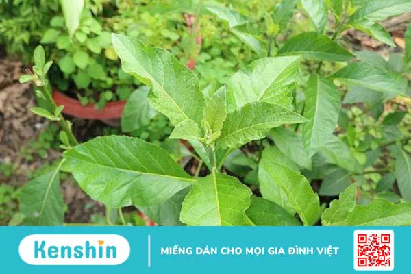 Cây mật gấu (cây lá đắng)