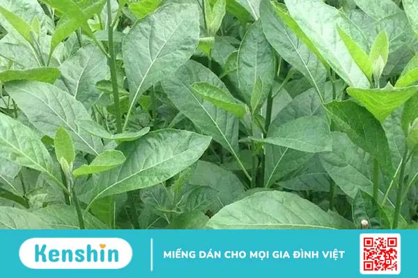 Cây mật gấu (cây lá đắng)