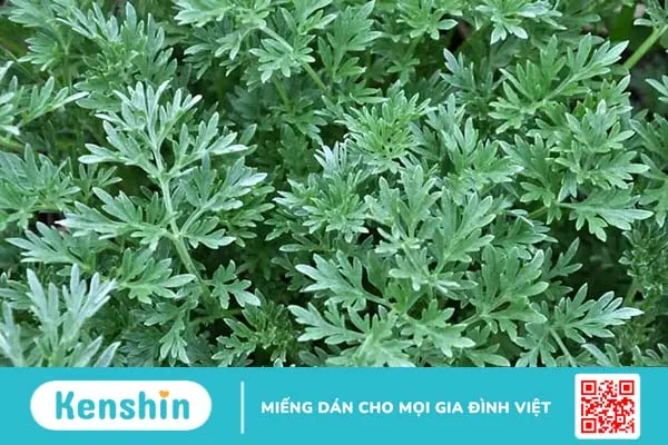 Cây ngải cứu trị bệnh gì? 3 lưu ý quan trọng khi dùng cây ngải cứu chữa bệnh