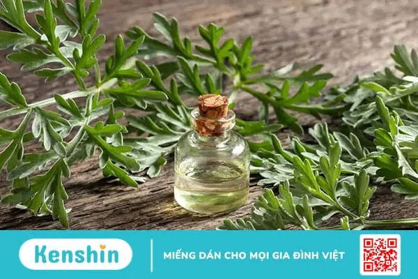 Cây ngải cứu trị bệnh gì? 3 lưu ý quan trọng khi dùng cây ngải cứu chữa bệnh