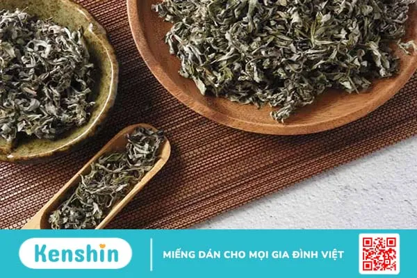 Cây ngải cứu trị bệnh gì? 3 lưu ý quan trọng khi dùng cây ngải cứu chữa bệnh