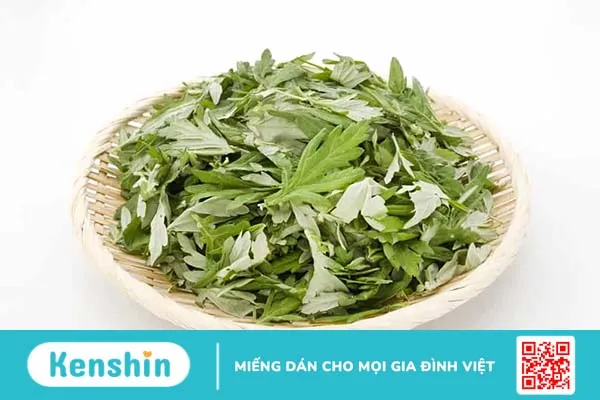 Cây ngải cứu trị bệnh gì? 3 lưu ý quan trọng khi dùng cây ngải cứu chữa bệnh