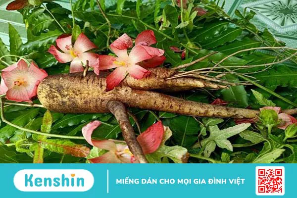 Cây sâm bố chính: Một loài hoa đẹp cũng là một vị thuốc