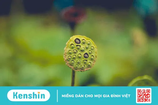 Cây sen: Bài thuốc quý giúp bạn luôn khỏe đẹp