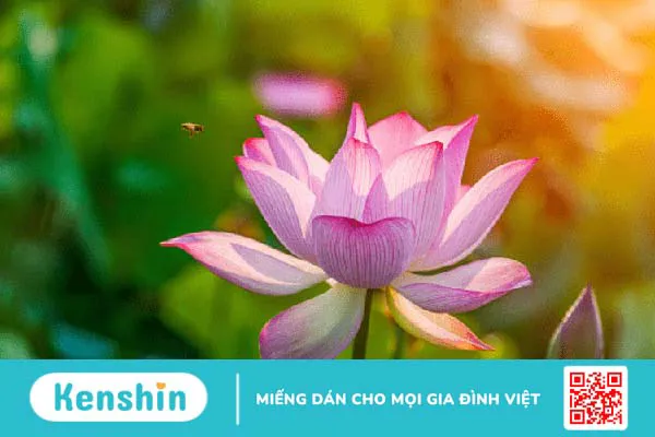 Cây sen: Bài thuốc quý giúp bạn luôn khỏe đẹp