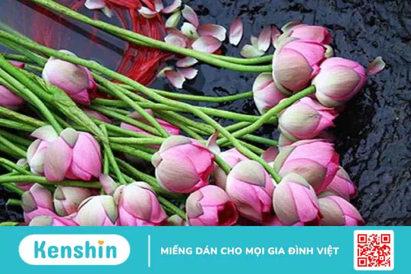 Cây sen: Bài thuốc quý giúp bạn luôn khỏe đẹp