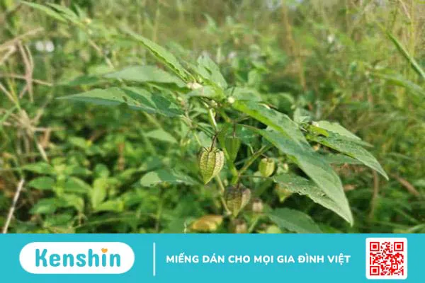 Cây tầm bóp chữa bệnh gì? Tác dụng & tác hại