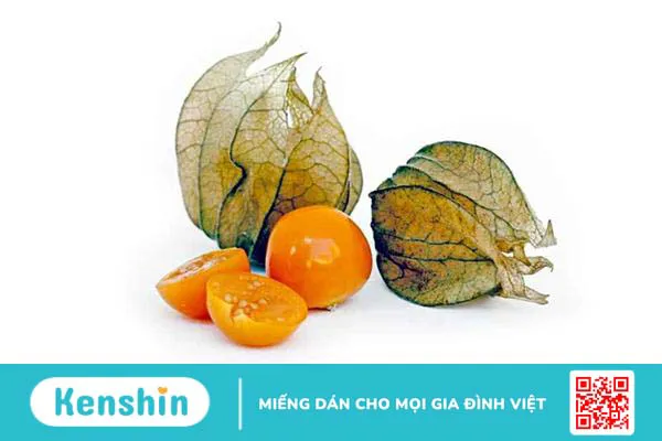 Cây tầm bóp chữa bệnh gì? Tác dụng & tác hại