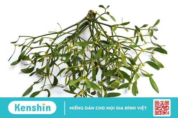 Cây tầm gửi: vị thuốc đa dạng về công dụng có thể bạn chưa biết