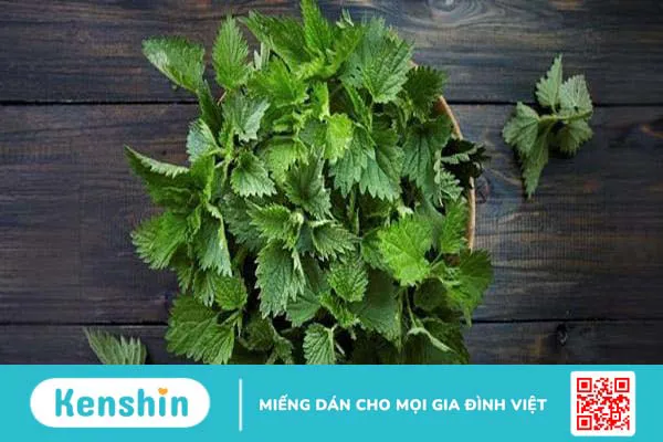 Cây tầm ma – Bí quyết chữa bệnh từ xa xưa