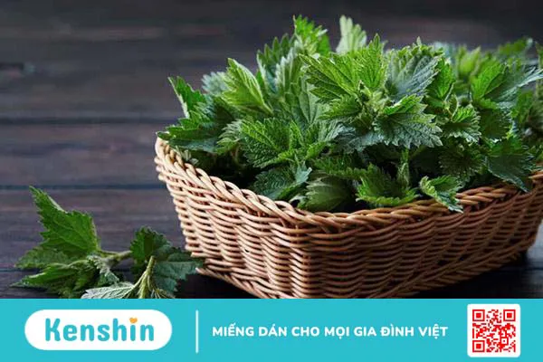 Cây tầm ma – Bí quyết chữa bệnh từ xa xưa