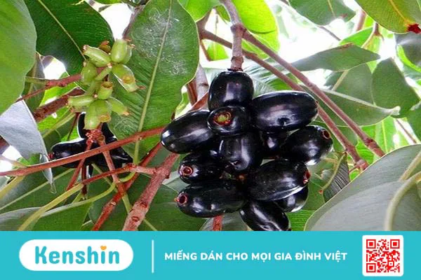 Cây trâm (vối rừng, trâm vối)