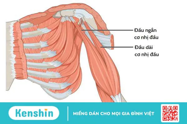 Chấn thương cơ nhị đầu cánh tay