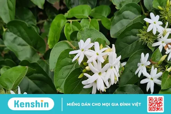 Chè vằng có tác dụng gì? Những điều cần lưu ý khi sử dụng chè vằng