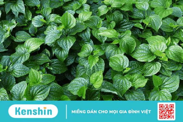 Chữa bệnh gout bằng Đông y: Hiệu quả và dễ thực hiện