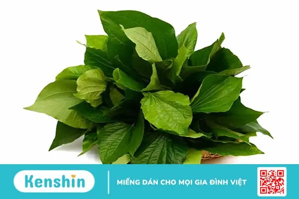 Chữa bệnh trĩ bằng lá lốt tại nhà thế nào để an toàn và đạt hiệu quả?