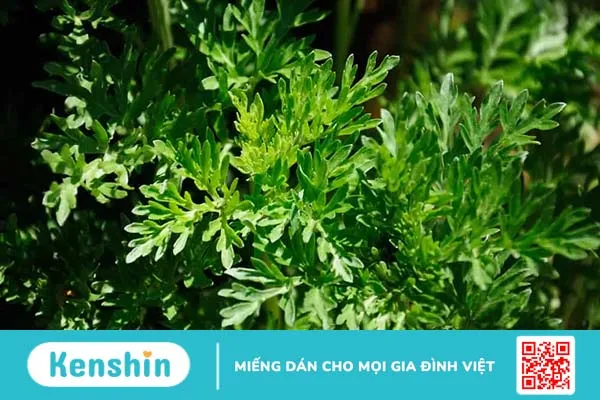 Chữa bệnh trĩ bằng lá lốt tại nhà thế nào để an toàn và đạt hiệu quả?