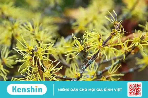 Chữa sùi mào gà và những nguy cơ tiềm tàng