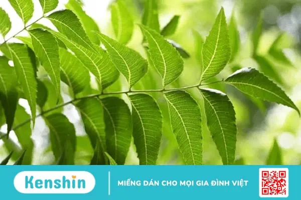 Chữa tiểu đường bằng thuốc dân gian hiệu quả thực hư thế nào?