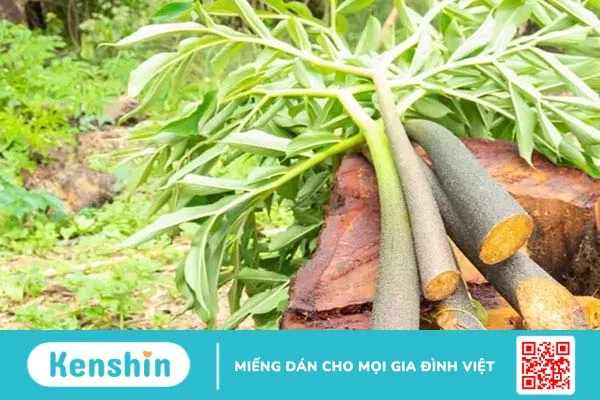 Chữa ung thư: Biết chăm sóc mới nhanh phục hồi